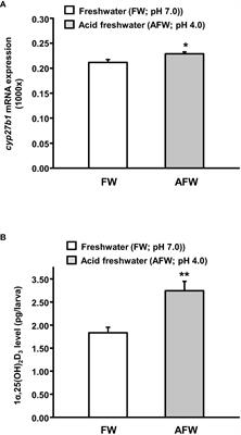 Vitamin D regulates transepithelial acid secretion in zebrafish (Danio rerio) larvae